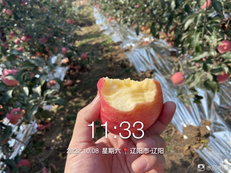 辽阳寒富苹果大量上市，寒富士，辽宁寒富苹果