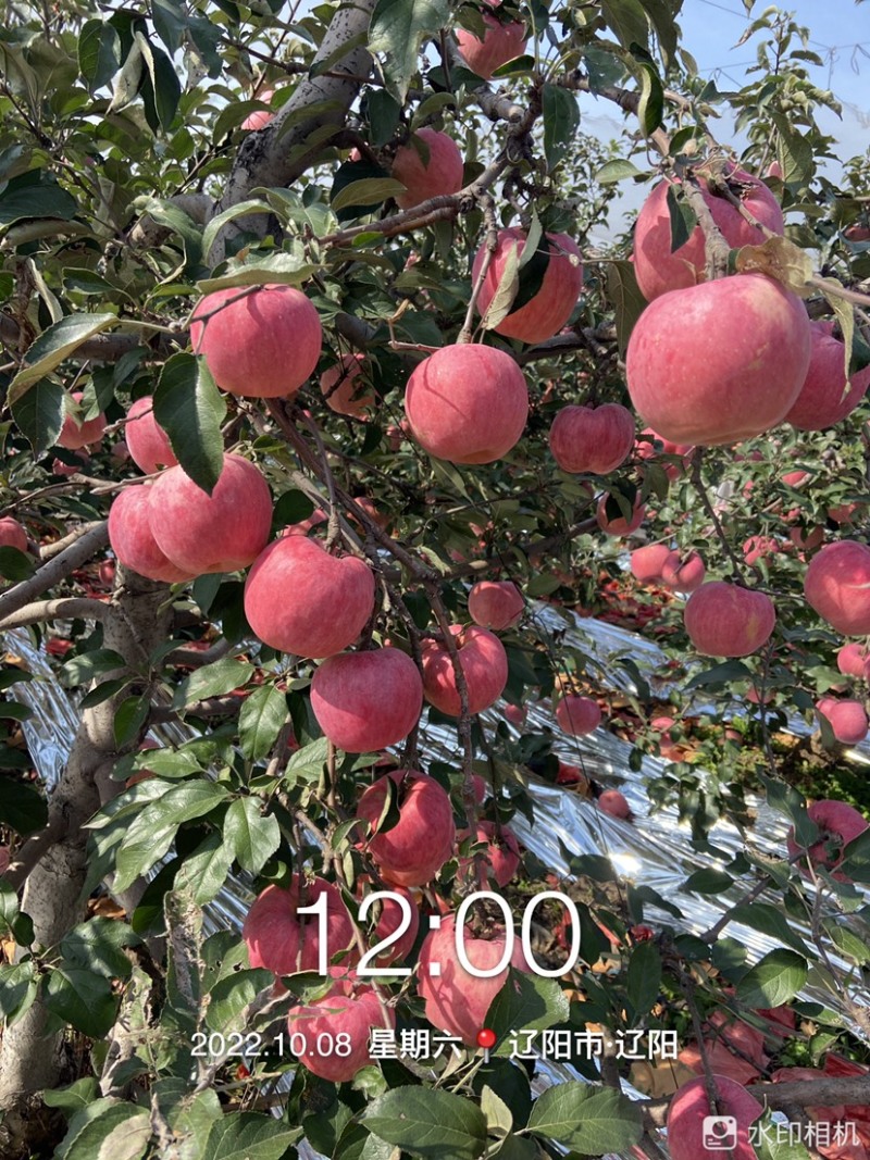 辽阳寒富苹果大量上市，寒富士，辽宁寒富苹果