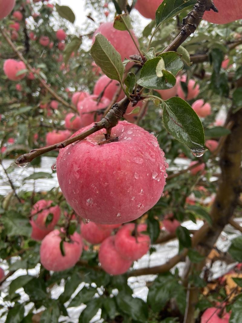 辽阳寒富苹果大量上市，无雹伤，轻微雹伤有货