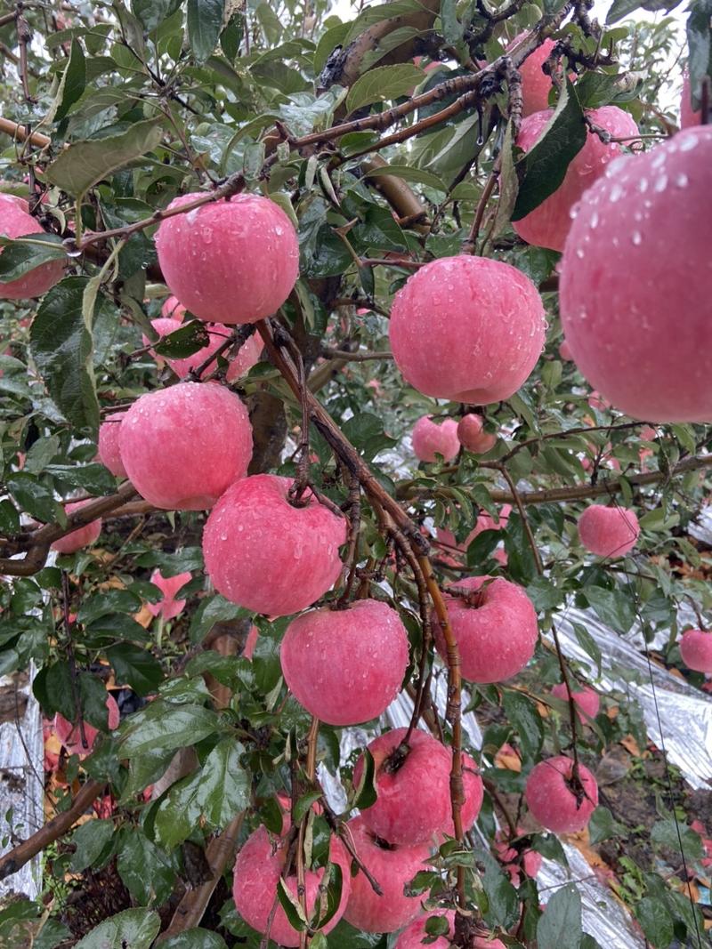 辽阳寒富苹果大量上市，无雹伤，轻微雹伤有货