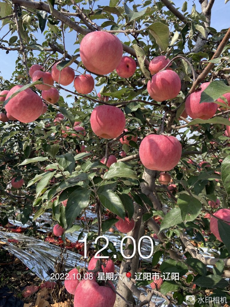辽阳寒富苹果大量上市，寒富士，辽宁寒富苹果
