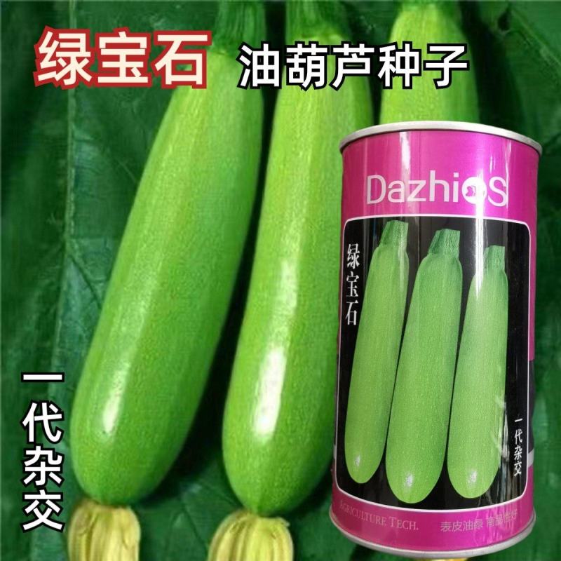 一代杂交绿宝石油葫芦种子西葫芦种子种植户大面积种植蔬菜种