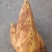 高山黄泥冬笋，口感香脆，肉质饱满，本地黄泥冬笋即大量有货