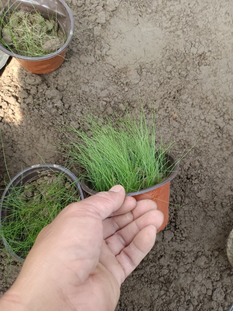 细茎针茅，墨西哥羽毛草