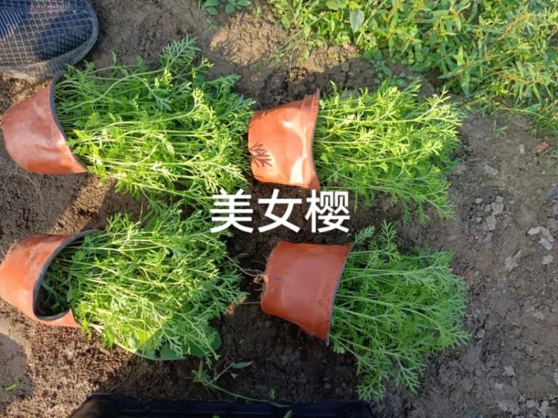美女樱