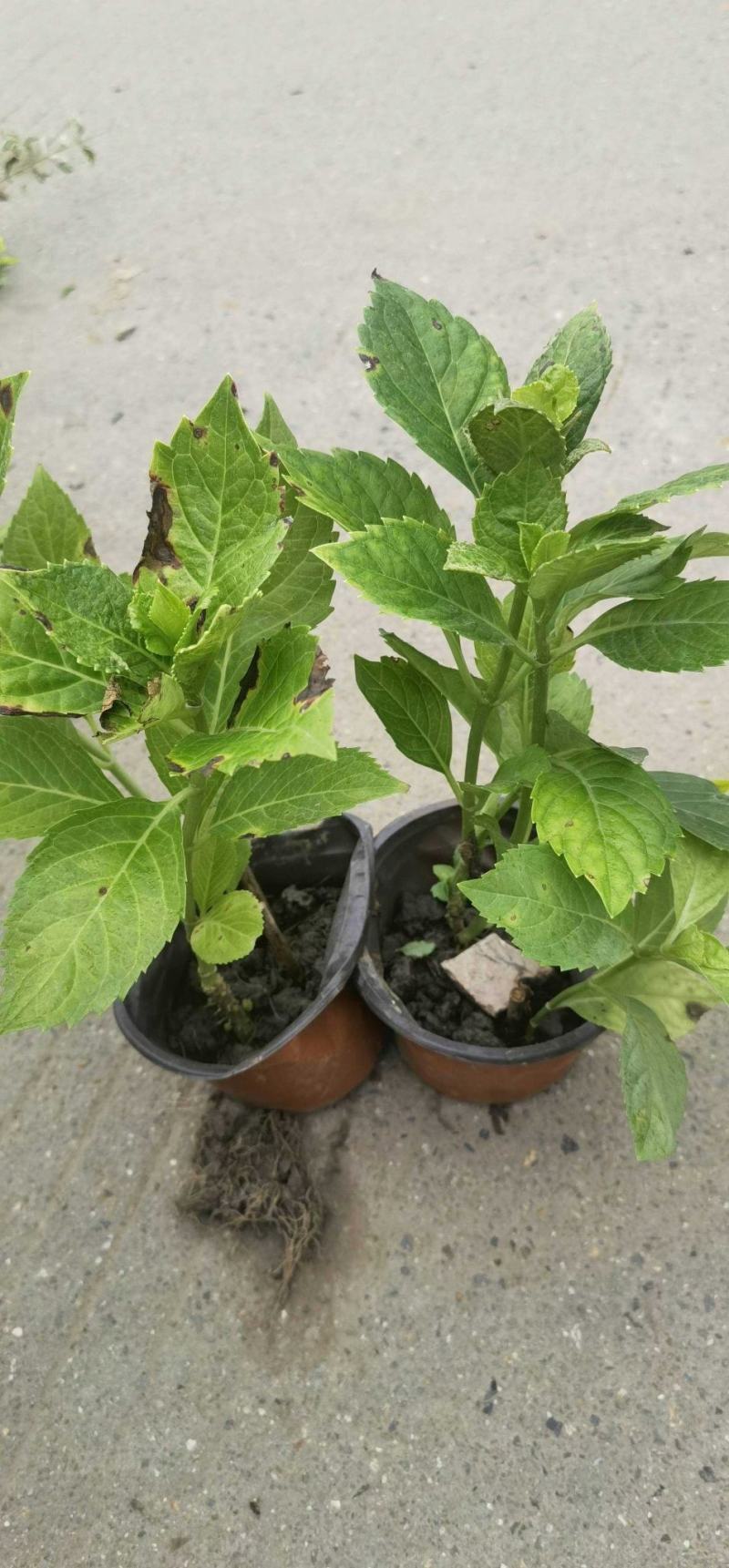 八仙花，无尽夏，各种规格全国发货