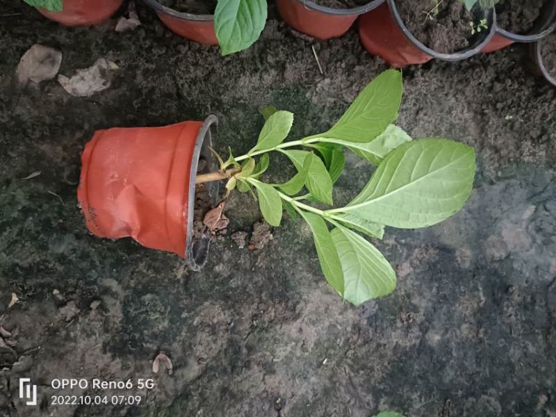 八仙花，无尽夏，各种规格全国发货