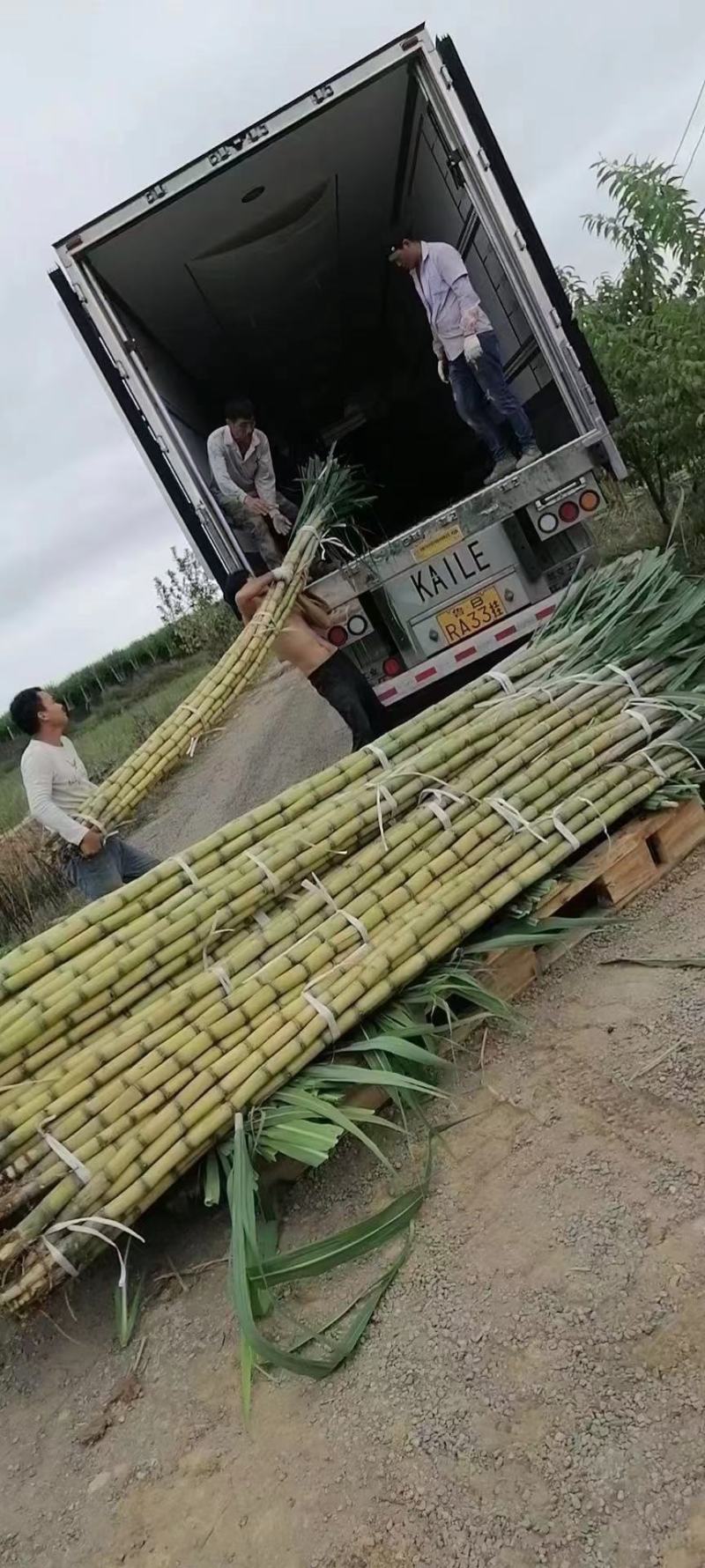 黄金甘蔗脆甜多汁，皮薄爽口，一手货源，欢迎市场/电商订购