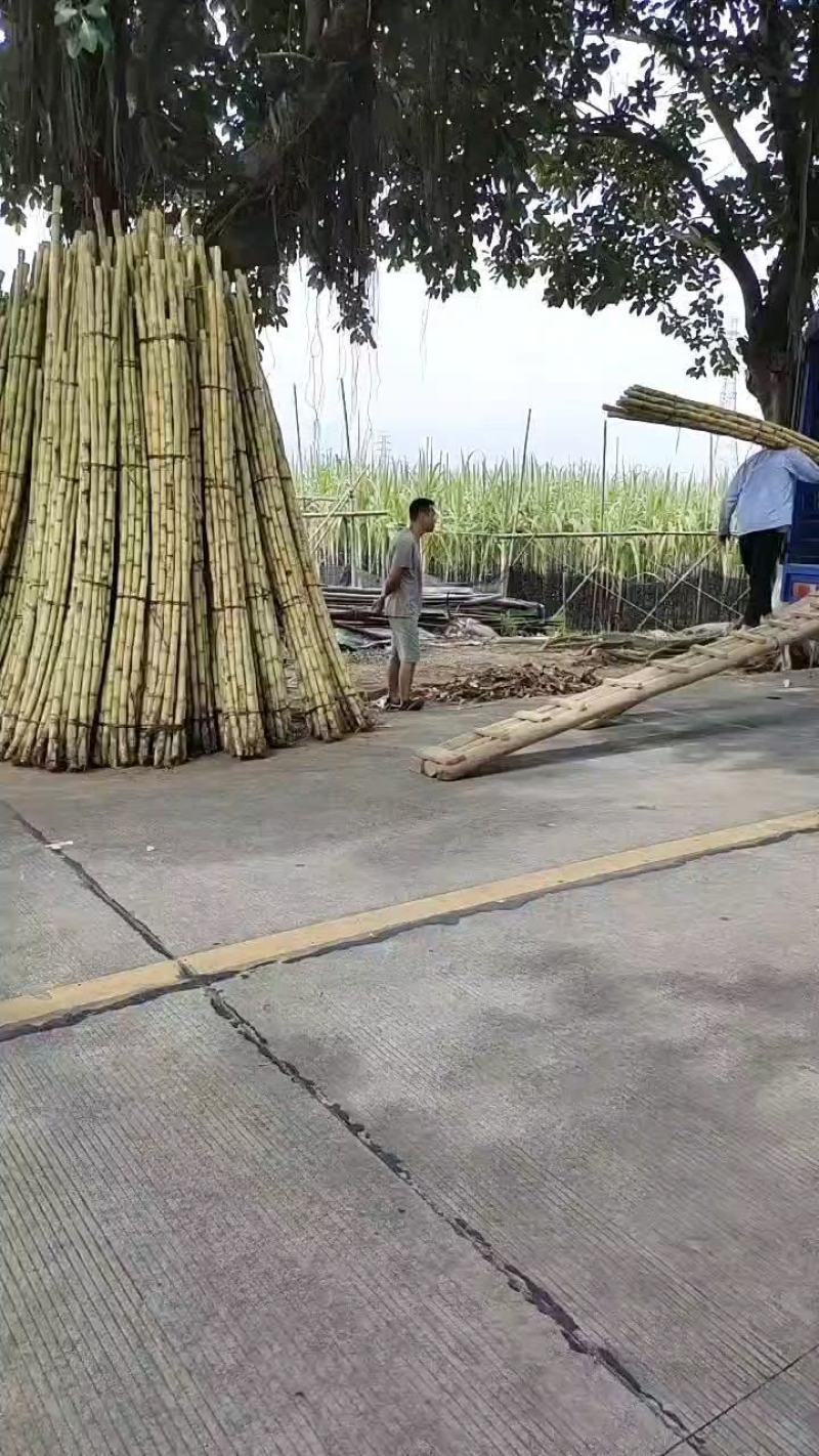 黄金甘蔗脆甜多汁，皮薄爽口，一手货源，欢迎市场/电商订购