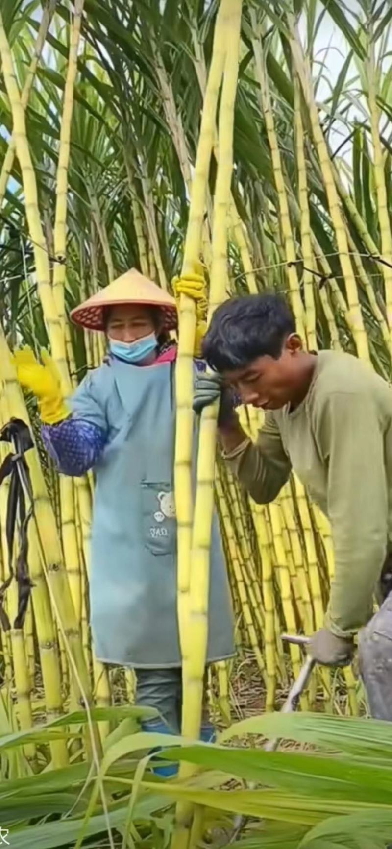 黄金甘蔗脆甜多汁，皮薄爽口，一手货源，欢迎市场/电商订购