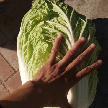 凌海市大白菜