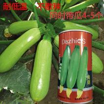 大志青剑罐装西葫芦种子农户种植户大面积种植蔬菜种子