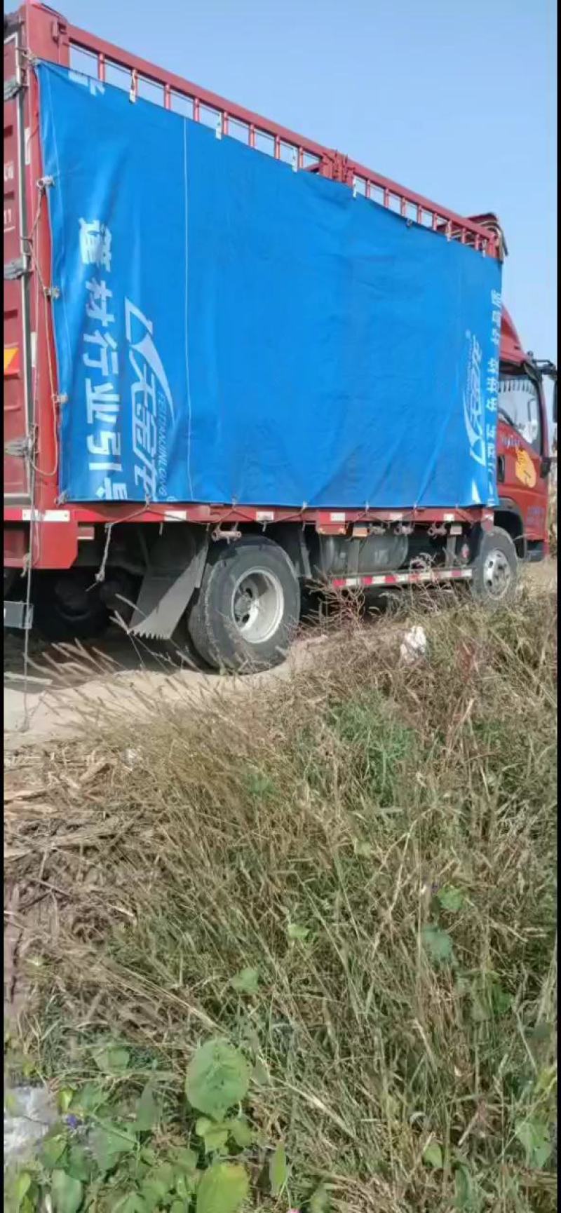 青萝卜791.虞美人大量出售，质量很好