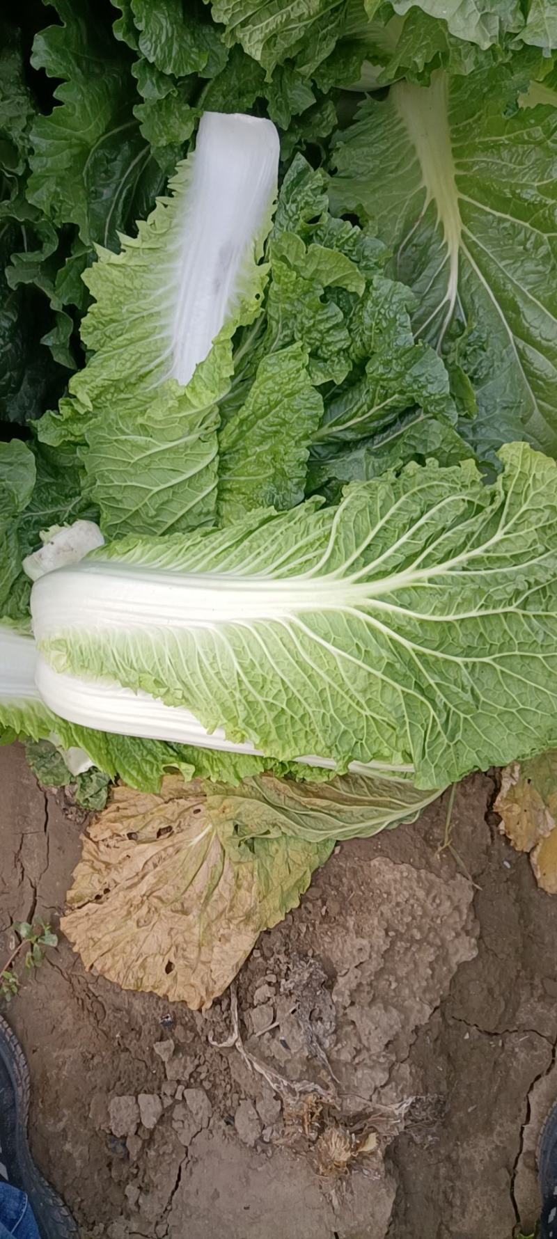 大白菜上巿基地货专业拍摘装团队为你服务！