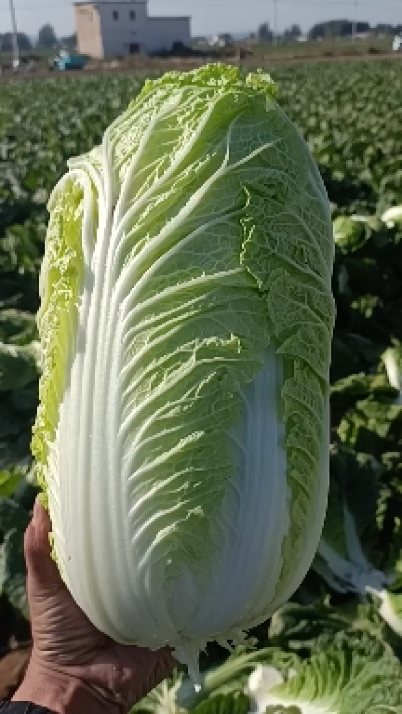 山东北京三号白菜大白菜4~6斤适合超市，市场，加工