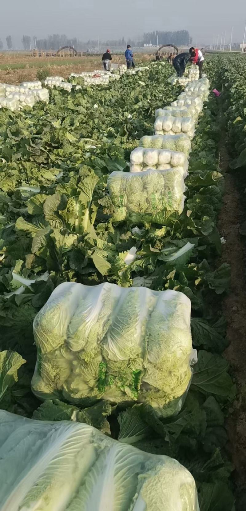山东北京三号白菜大白菜4~6斤适合超市，市场，加工