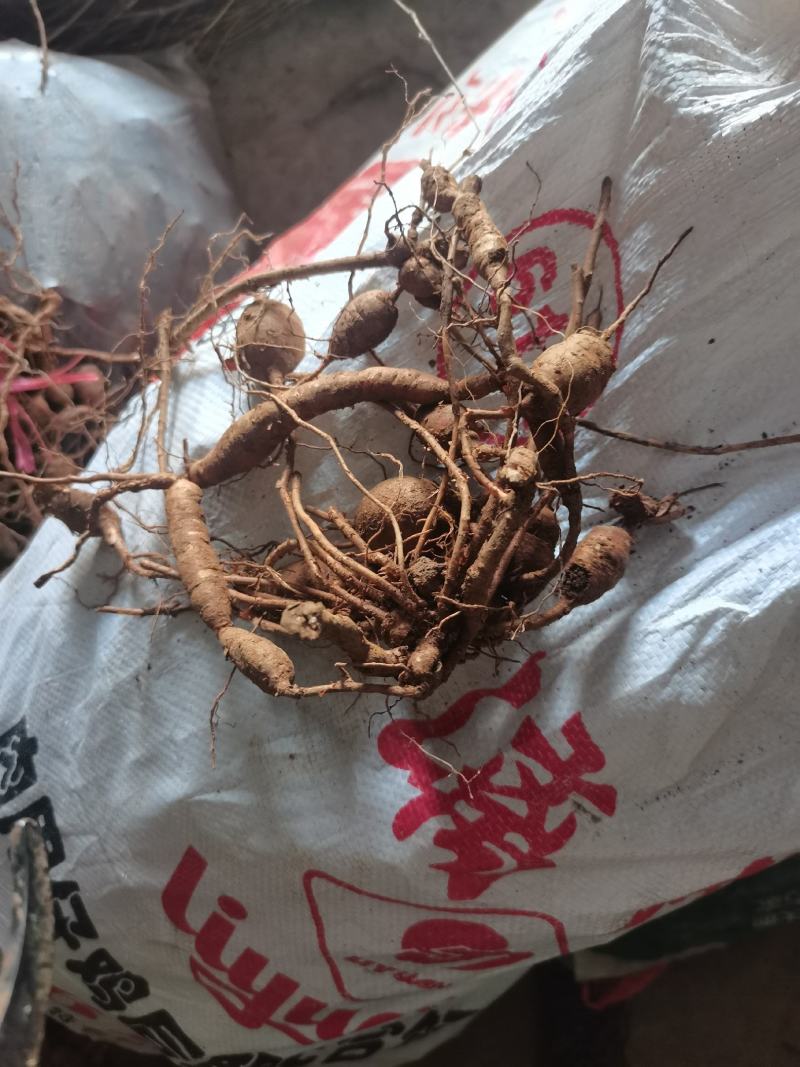 湖北产地野生白蔹种苗，高产量