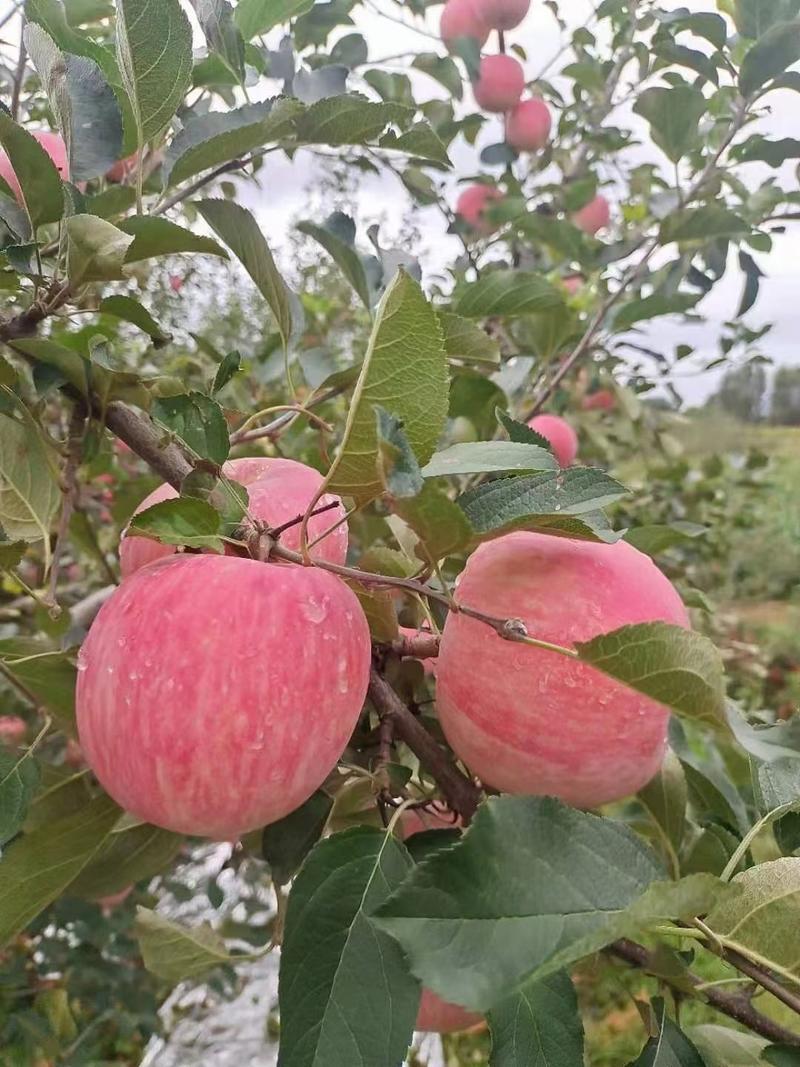 山东山区红富士苹果脆甜可口产地货源充足价格便宜，代发全国
