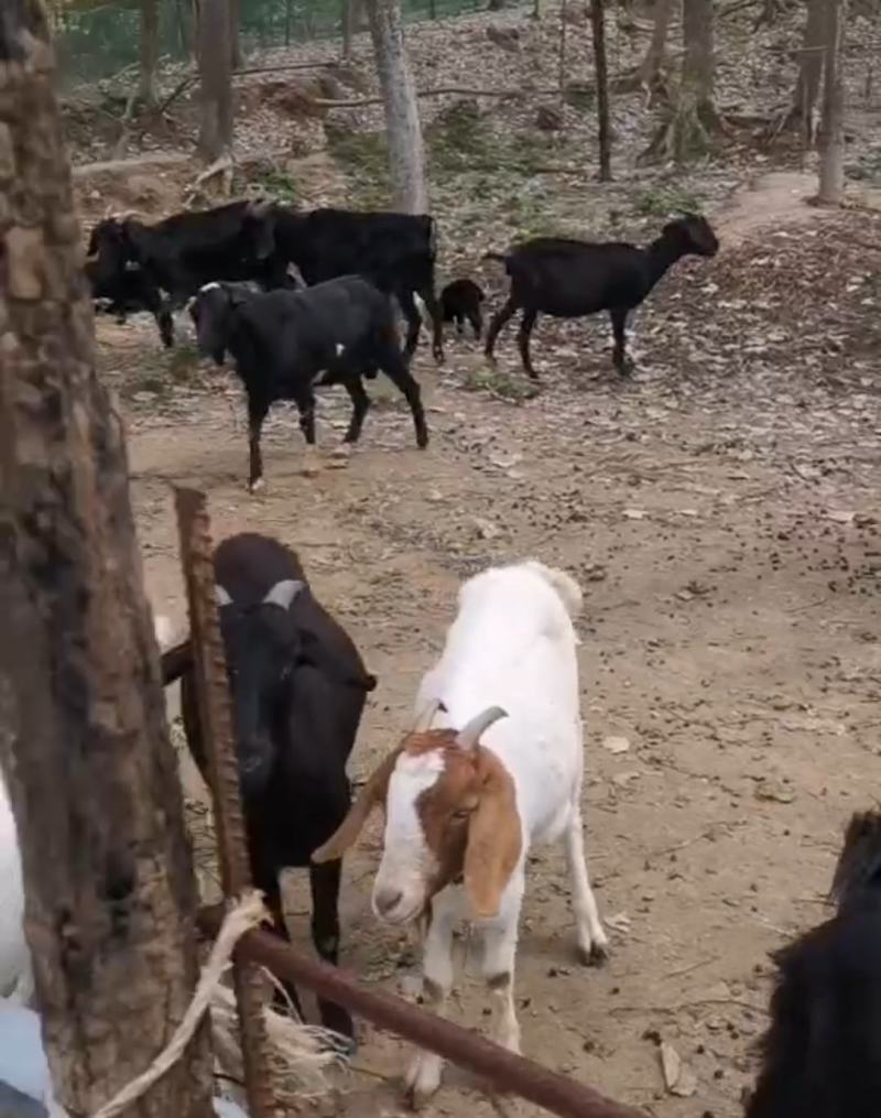 草原散养黑山羊，种公种母都有，常年供应大量有货