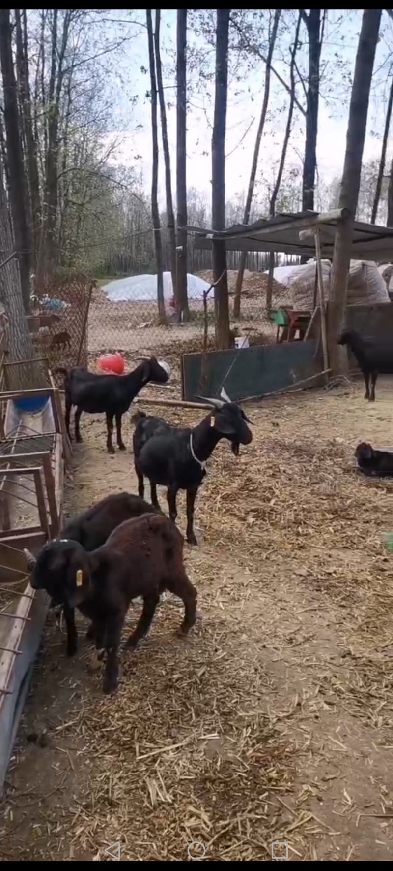 草原散养黑山羊，种公种母都有，常年供应大量有货