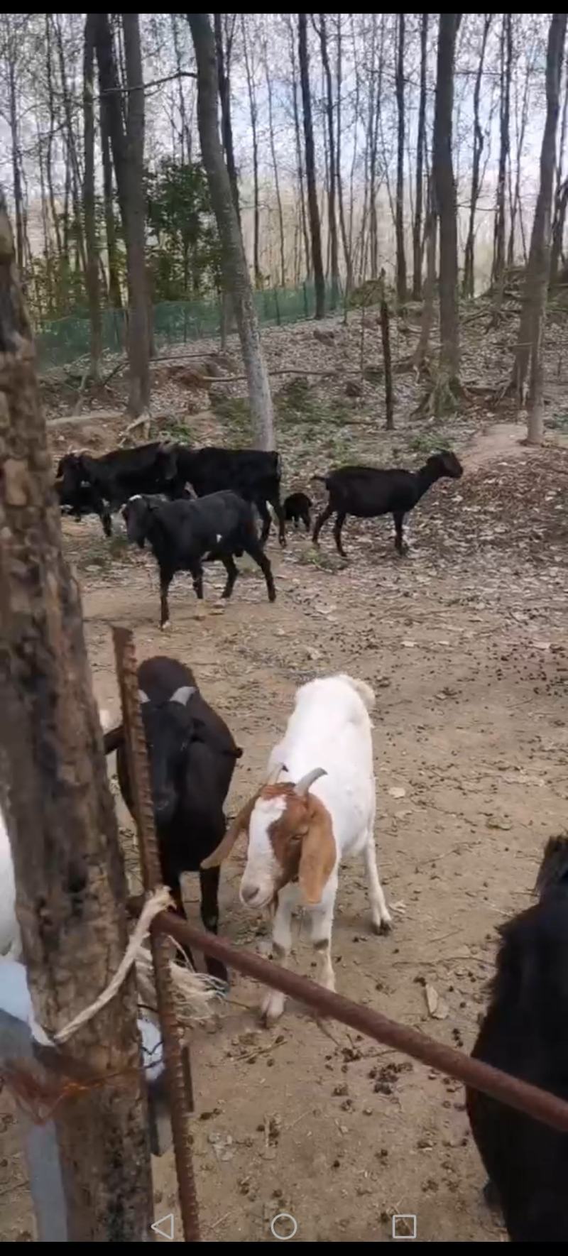 草原散养黑山羊，种公种母都有，常年供应大量有货