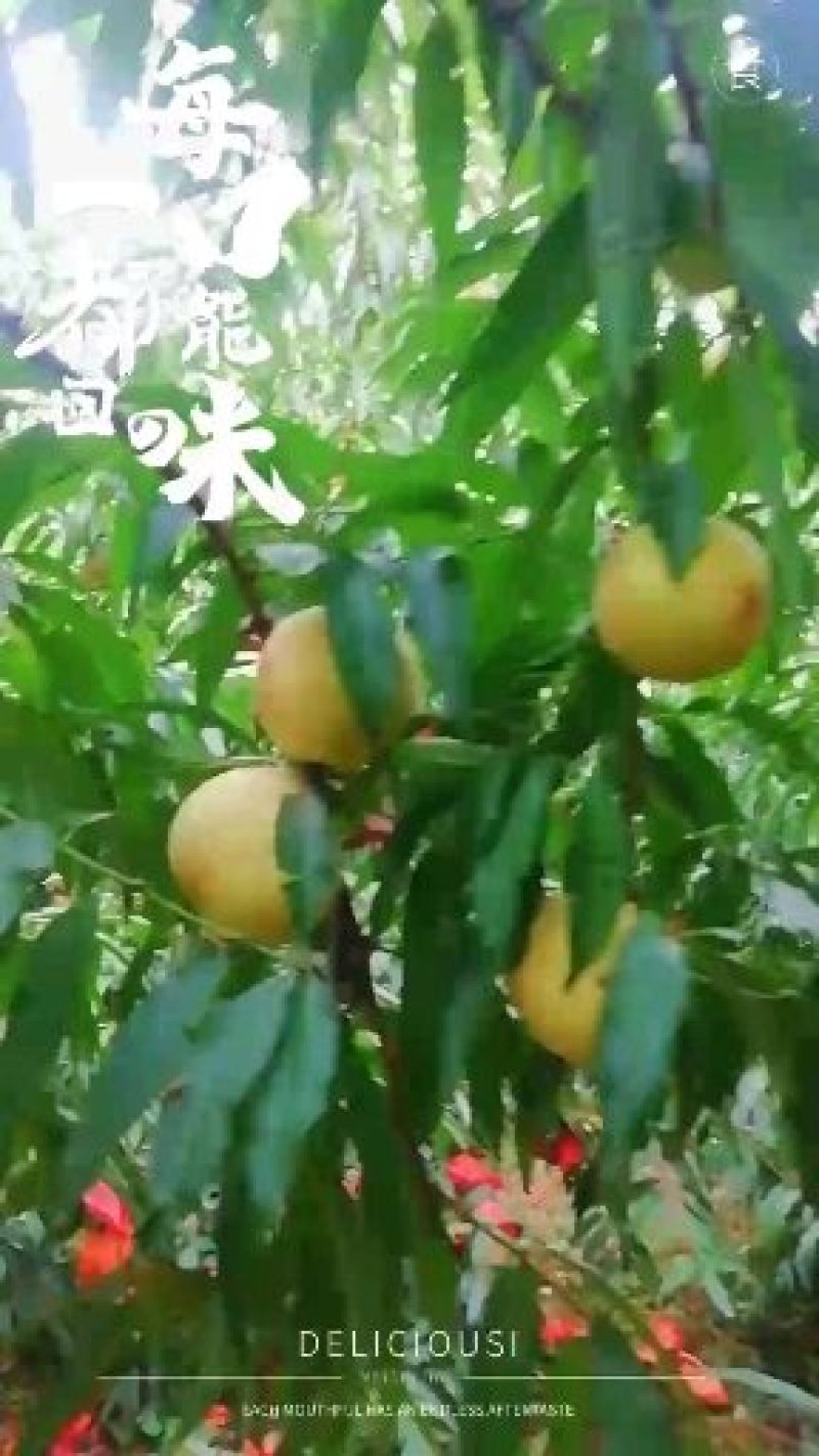 冬桃已成熟，欢迎批发商，电商，团购有需要的联系我