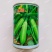 时田寒翠西葫芦种子极耐寒油亮嫩绿雌花多膨瓜快产量高西葫芦