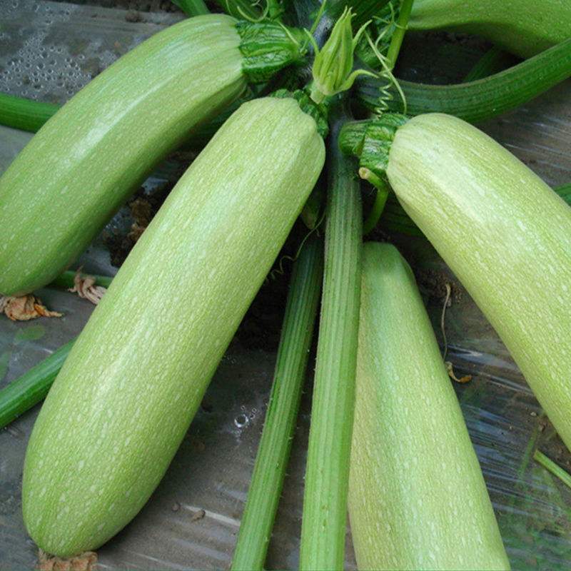 时田寒翠西葫芦种子极耐寒油亮嫩绿雌花多膨瓜快产量高西葫芦