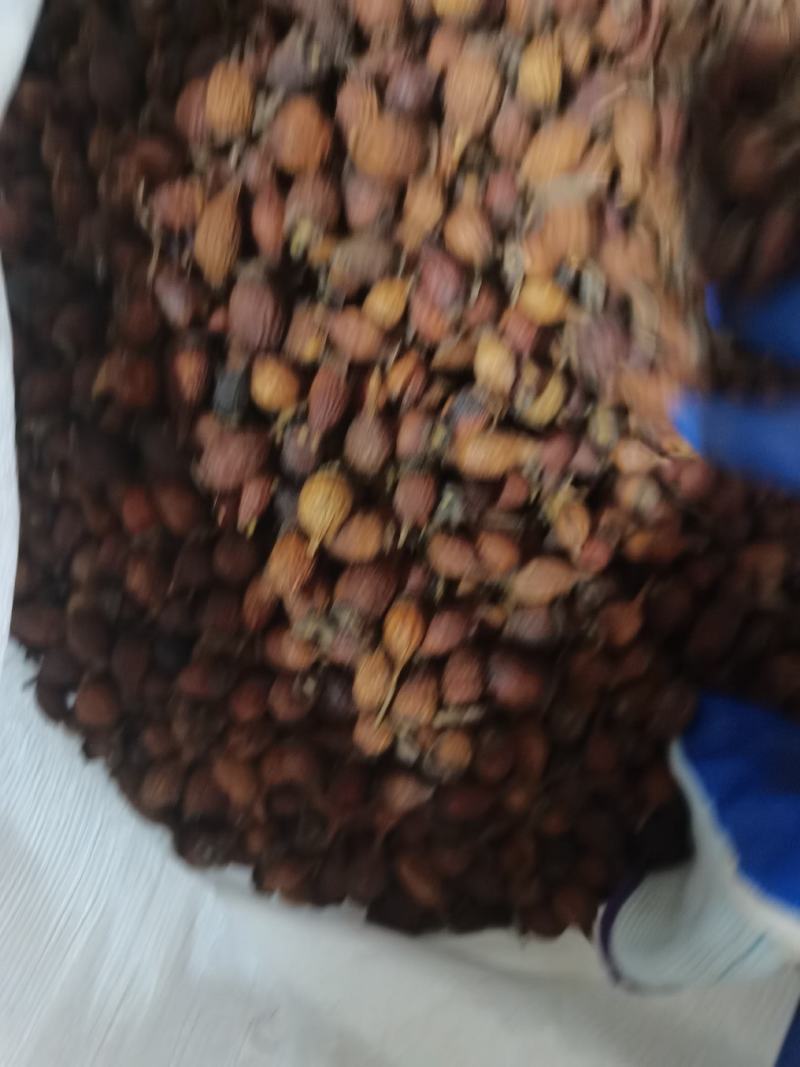 湖北产地野生金樱子