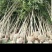 2一4公分，八月桂花苗，2O万株。上车价8.5