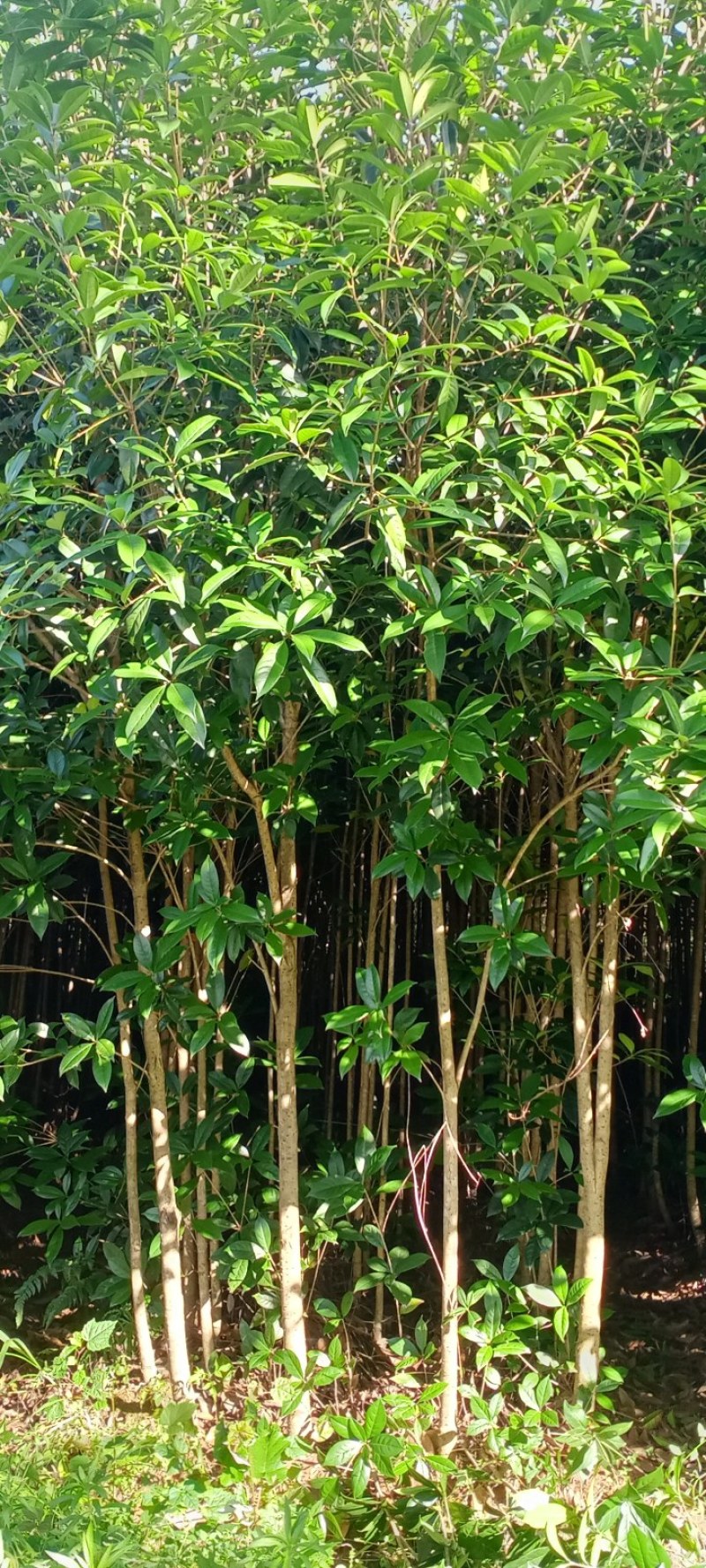 2一4公分，八月桂花苗，2O万株。上车价8.5