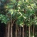 2一4公分，八月桂花苗，2O万株。上车价8.5