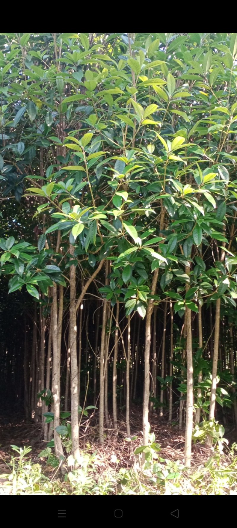 2一4公分，八月桂花苗，2O万株。上车价8.5