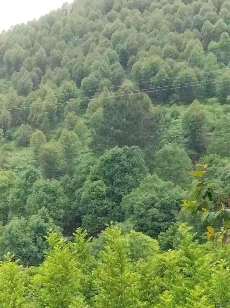 桉树林地转让，6年树龄，每亩可出桉树8吨一10吨，