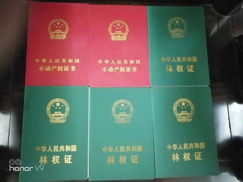 桉树林地转让，6年树龄，每亩可出桉树8吨一10吨，