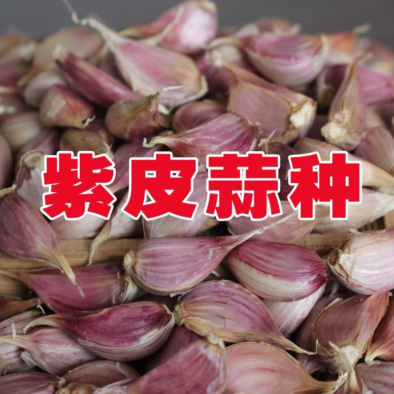 红根蒜苗种子，大蒜种子寒蒜川蒜硬叶蒜叶直根红蒜叶青现货