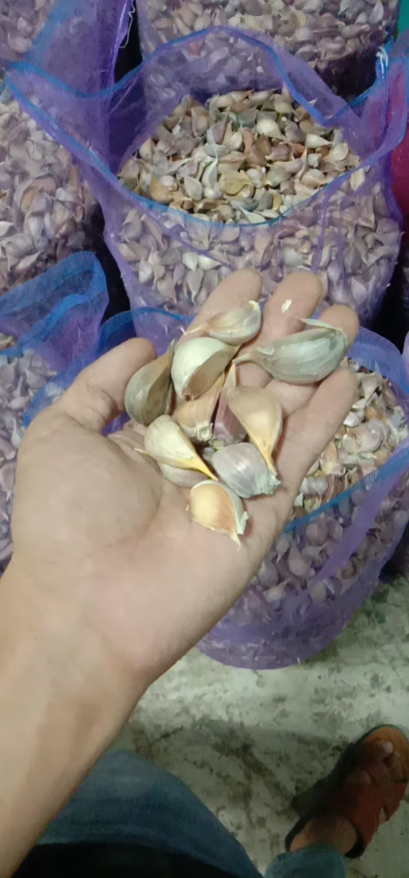 红根蒜苗种子，大蒜种子寒蒜川蒜硬叶蒜叶直根红蒜叶青现货