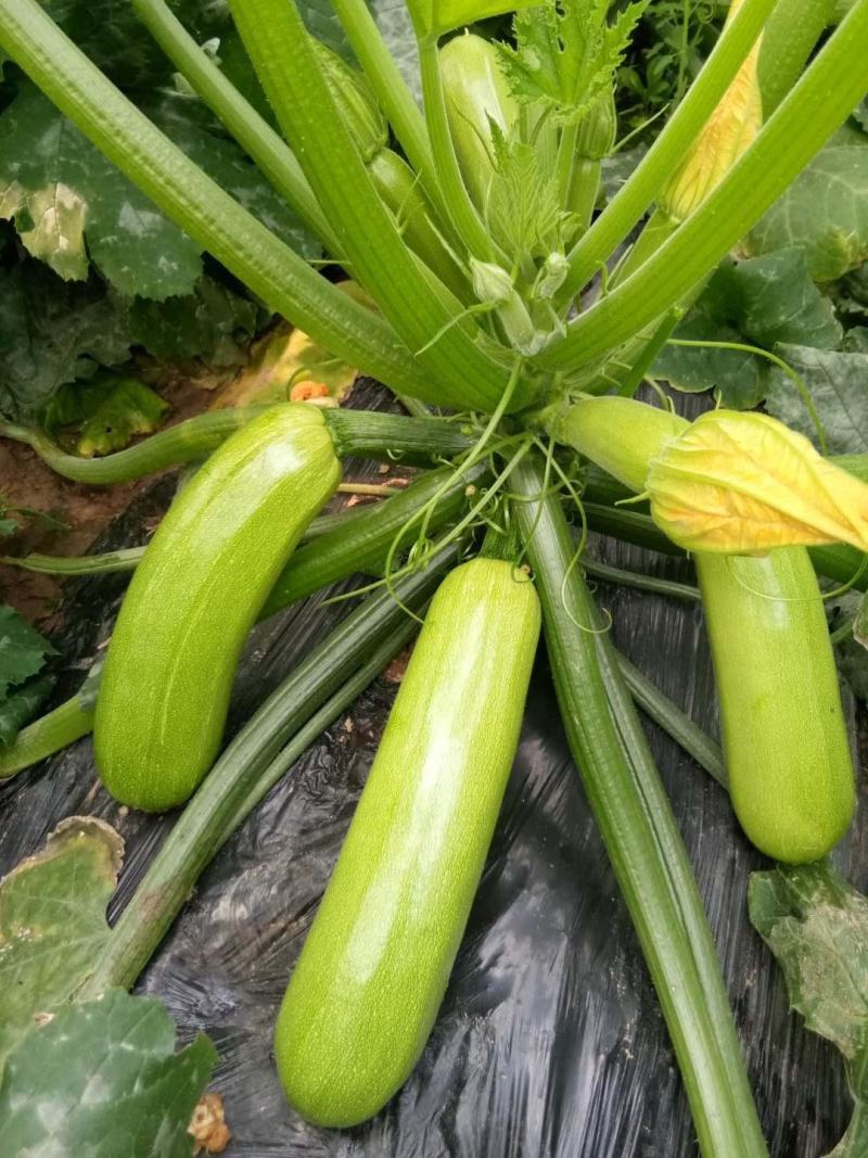 西葫芦种子占瓜蔬菜籽瓜果四季宜种植阳台盆栽耐寒抗病高产