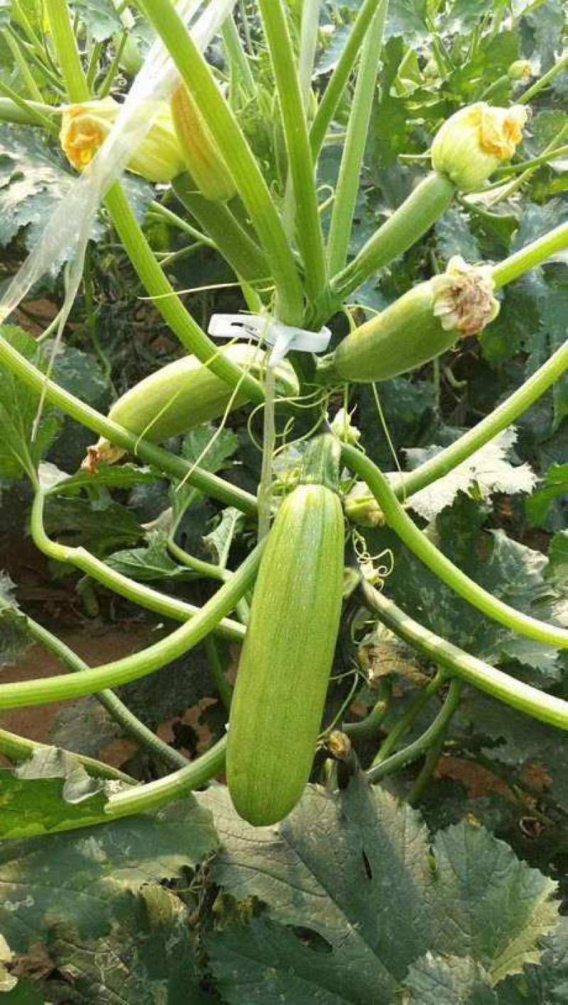 西葫芦种子占瓜蔬菜籽瓜果四季宜种植阳台盆栽耐寒抗病高产