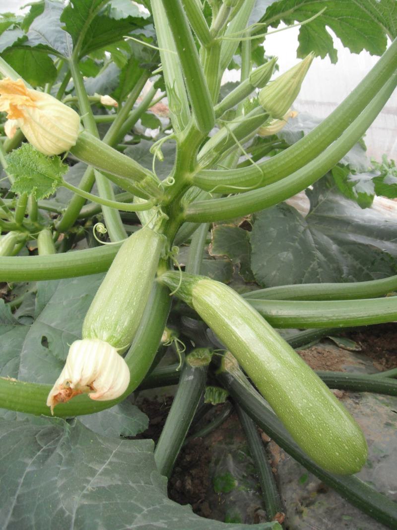 西葫芦种子占瓜蔬菜籽瓜果四季宜种植阳台盆栽耐寒抗病高产