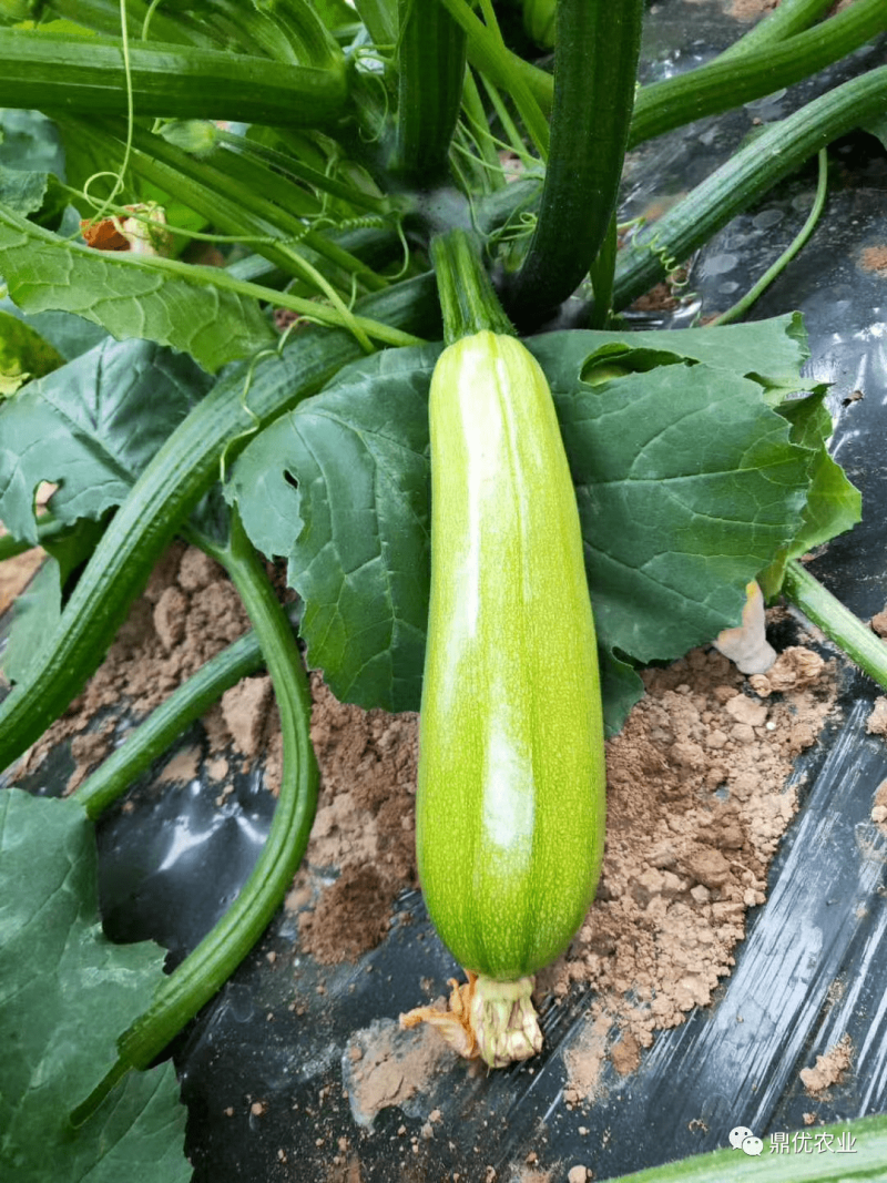 西葫芦种子占瓜蔬菜籽瓜果四季宜种植阳台盆栽耐寒抗病高产