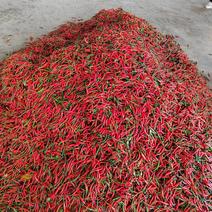 【热卖】海南小米椒大量供应全国发货欢迎咨询