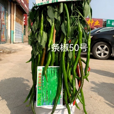 洛椒条椒50号:结果稠密集中,丰产抗病,较长较直