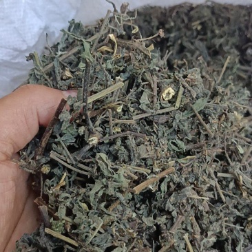 旱莲草