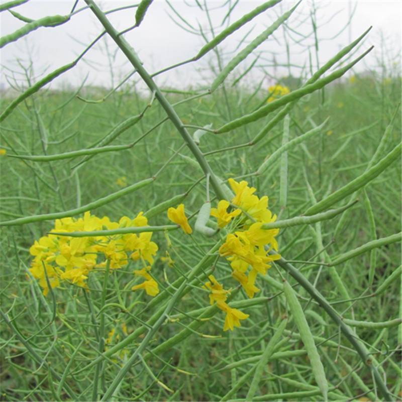 秦油十号油菜种子甘蓝型油菜籽高产抗寒可榨油食用高出油率高