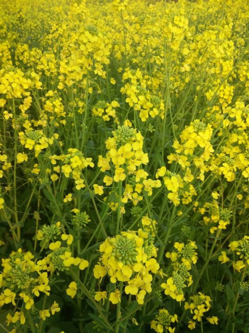 秦油十号油菜种子甘蓝型油菜籽高产抗寒可榨油食用高出油率高