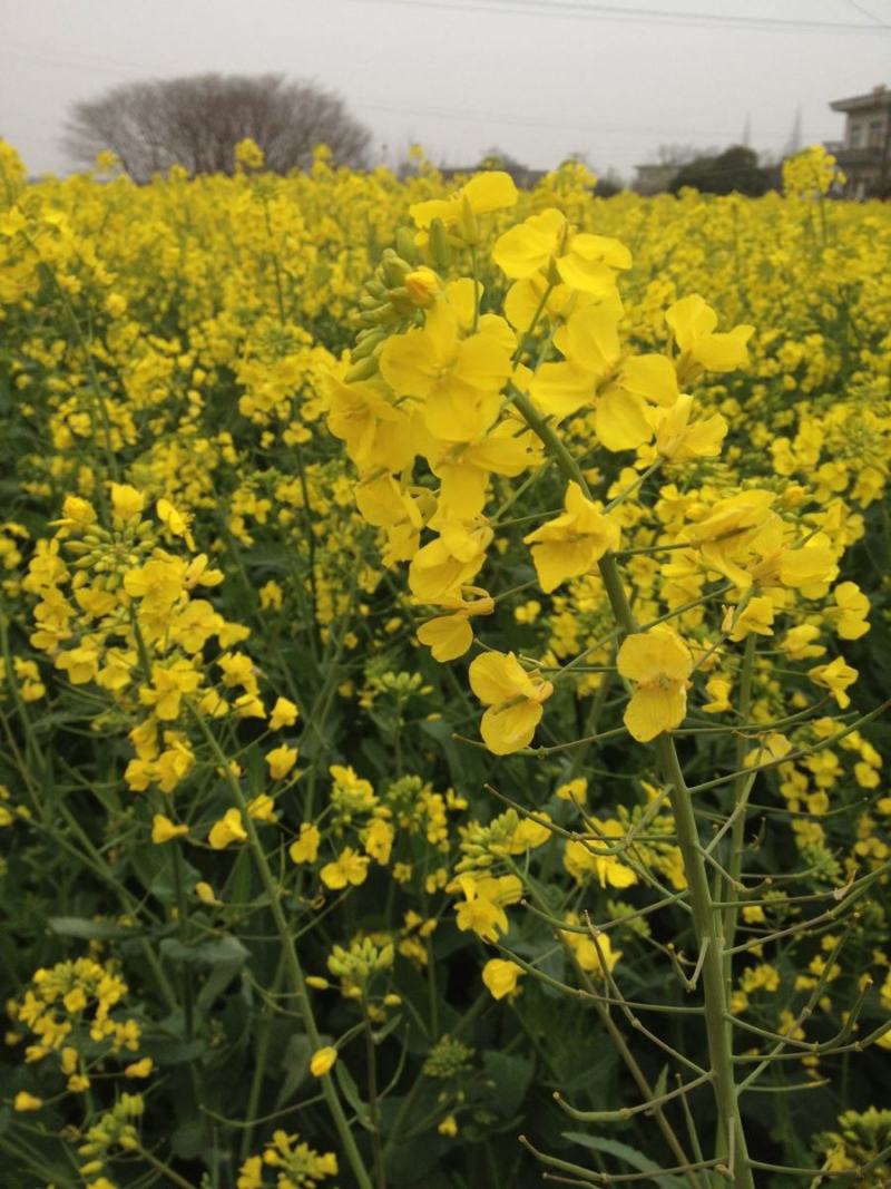 秦油十号油菜种子甘蓝型油菜籽高产抗寒可榨油食用高出油率高