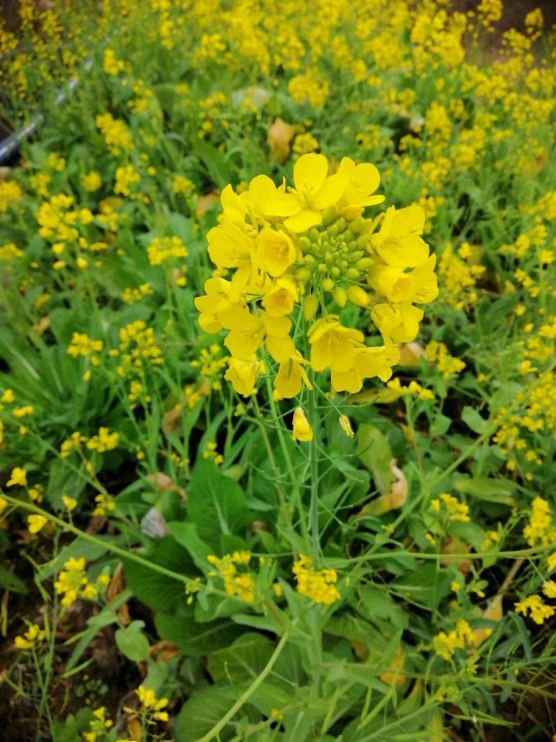 秦油十号油菜种子甘蓝型油菜籽高产抗寒可榨油食用高出油率高