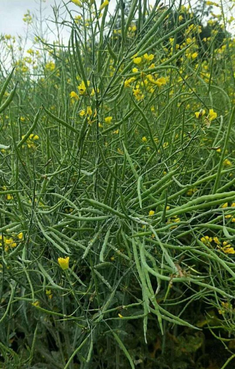 秦油十号油菜种子甘蓝型油菜籽高产抗寒可榨油食用高出油率高