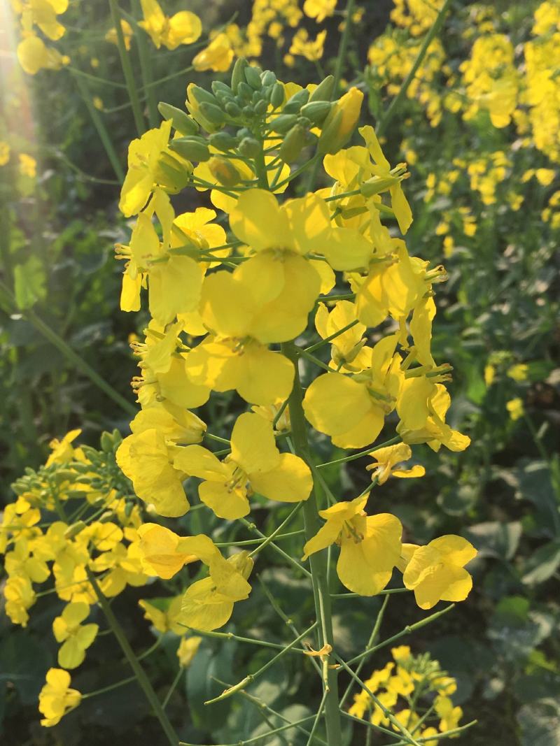 秦油十号油菜种子甘蓝型油菜籽高产抗寒可榨油食用高出油率高